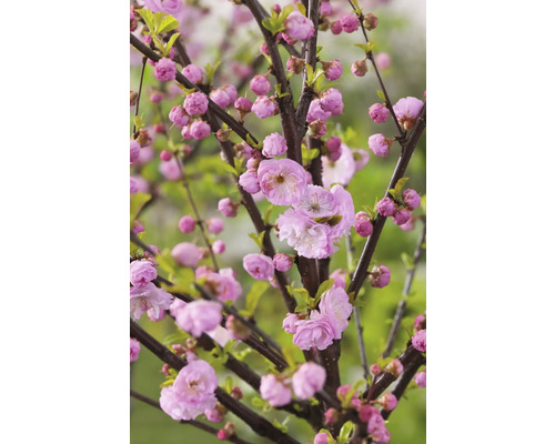 Zweig mit gefüllter Zwerg-Mandel und rosa Blüten