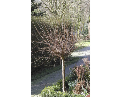 Kopfweide im Garten
