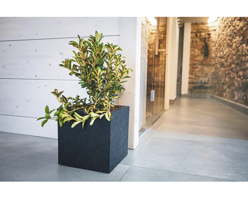 Plante dans un pot carré noir à l''intérieur.