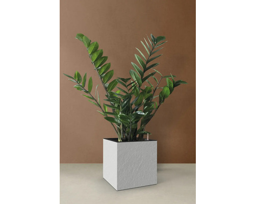 Zamioculcas Zimmerpflanze in einem weißen Pflanzgefäß