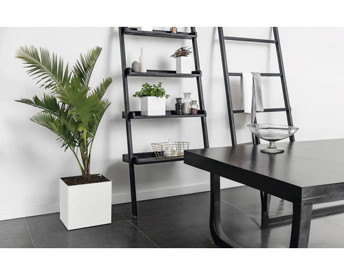 Zimmeransicht mit Pflanze im Topf, Regal und Tisch