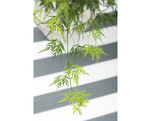 Érable japonais pleureur avec des feuilles délicates