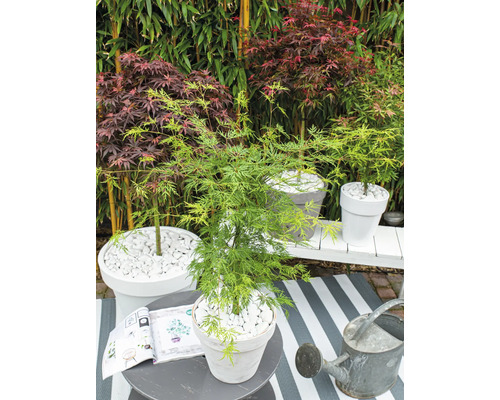 Scène de jardin avec érable japonais en pot, pierres décoratives et arrosoir