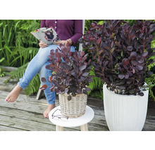 Sumac vinaigrier dans des pots sur une terrasse, une femme lit un magazine