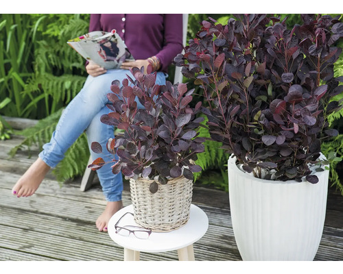 Lacksumach in Pflanzgefässen auf einer Terrasse, eine Frau liest eine Zeitschrift