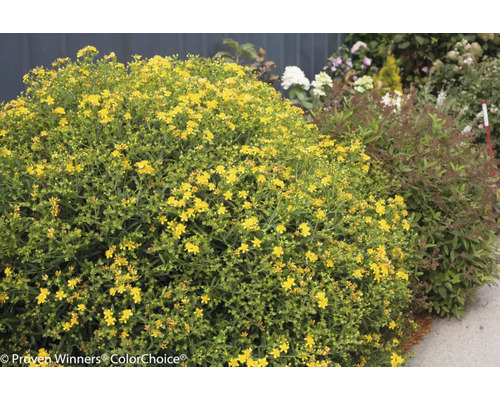 Arbuste de millepertuis avec des fleurs jaunes