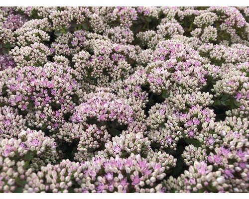 Gros plan de fleurs de sédum