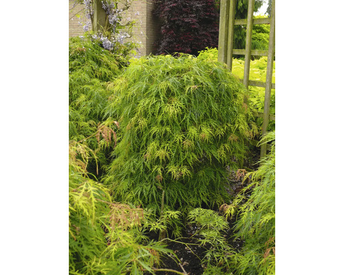 Érable japonais dans le jardin
