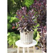 Arbre à perruque rouge dans un panier sur un tabouret