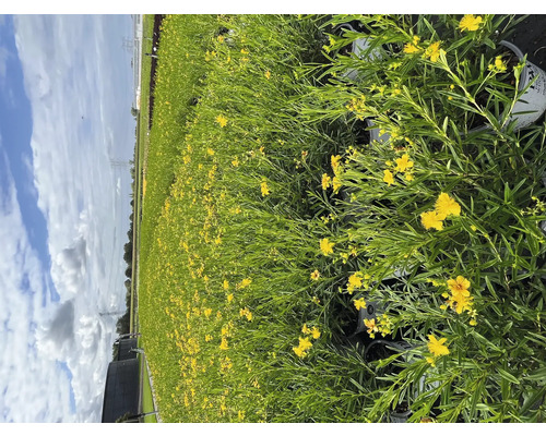 Champ de plantes d''Hypericum jaunes en fleurs en pots.