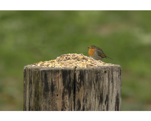 Rouge-gorge sur une table d''alimentation