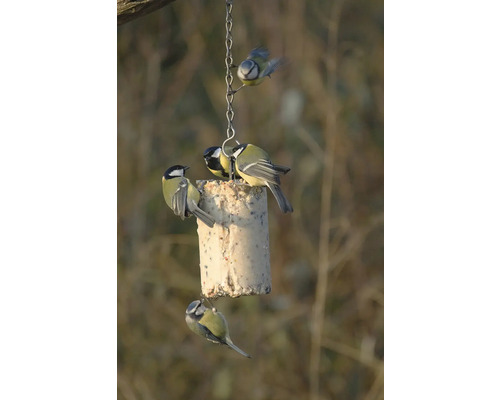 Mésanges bleues et mésanges charbonnières à une mangeoire dans le jardin