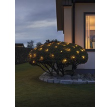Jardin avec arbuste illuminé et maison en arrière-plan