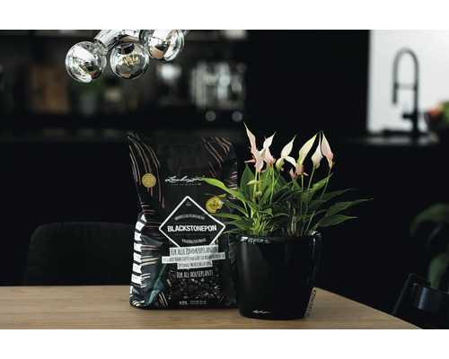 Lechuza Blackstonepon Zimmerpflanzenerde neben Anthurie im schwarzen Blumentopf