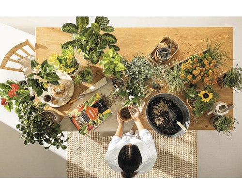 Vue de dessus d''une table avec diverses plantes d''intérieur, du terreau et une personne qui rempote des plantes.