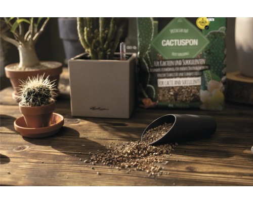Cactuspon und Kakteen in Töpfen auf Holztisch