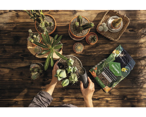 Person bepflanzt Kakteen mit Kakteenerde auf einem Holztisch