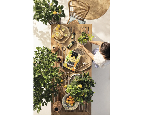 Scène de jardin avec table en bois, agrumes, chaise, terreau et une personne