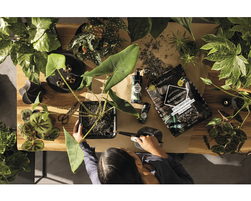 Vue de dessus d''une personne rempotant une plante d''intérieur, avec des ustensiles tels que du terreau et un arrosoir.