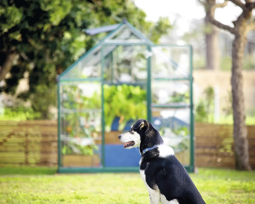 Une serre dans le jardin, avec un chien au premier plan.