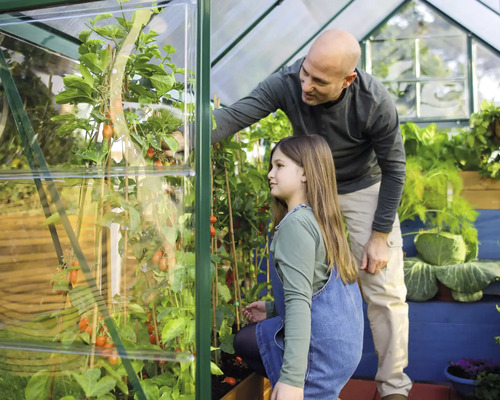 Père et fille dans une serre avec des plants de tomates.