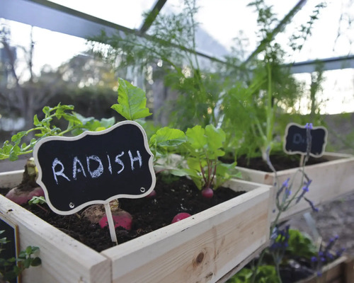 Culture de radis en caisses en bois avec étiquettes
