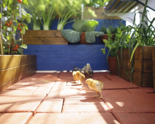 Jardin avec potager et poussins