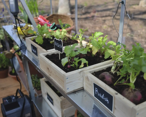 Culture de radis dans des caisses en bois sur une étagère dans une serre