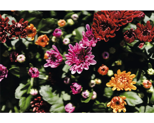 Gros plan de chrysanthèmes de différentes couleurs