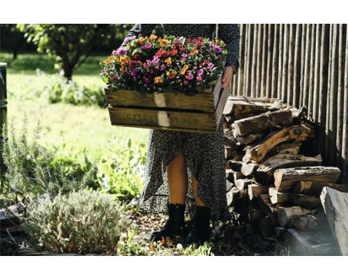 Femme tenant une caisse en bois remplie de plantes fleuries dans le jardin.