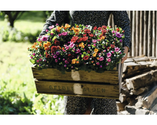 Femme portant une caisse en bois pleine de chrysanthèmes d''automne