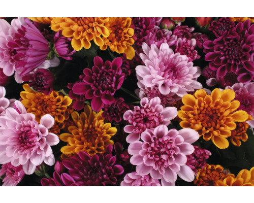 Gros plan de fleurs de chrysanthème dans différentes nuances.