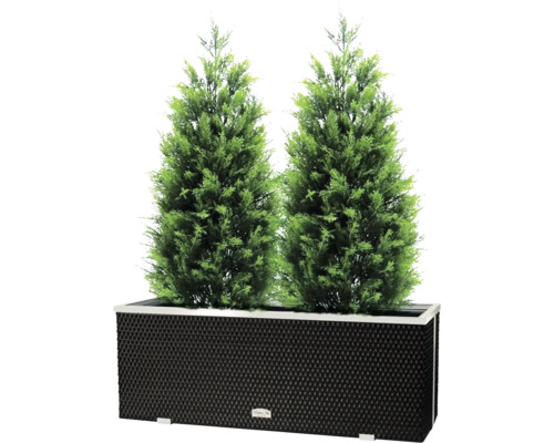 Deux cyprès verts dans une jardinière rectangulaire pour l''extérieur.
