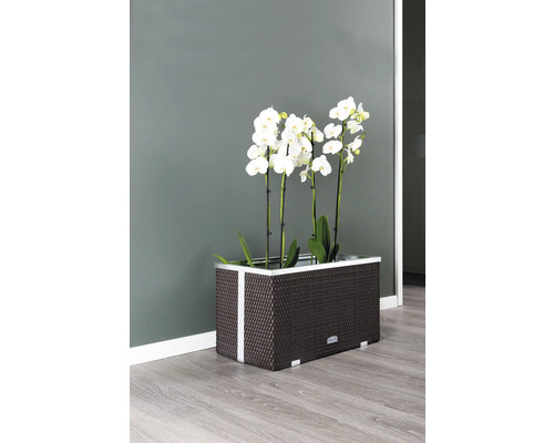Jardinière rectangulaire avec orchidées blanches