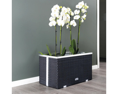 Orchidées décoratives dans un pot tressé