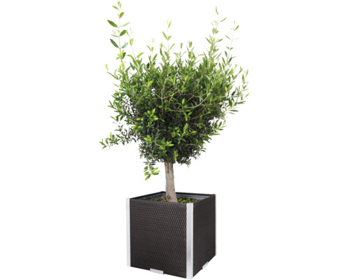 Olivier en pot
