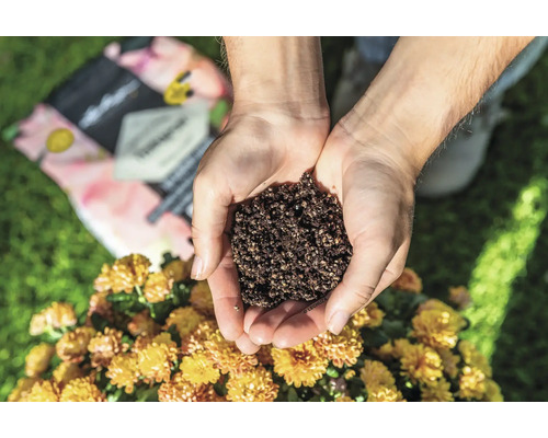 Une main tient du terreau au-dessus d''un chrysanthème.