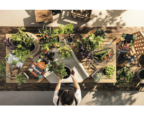 Vue de dessus d''une personne travaillant sur une table en bois avec diverses plantes et outils de jardinage