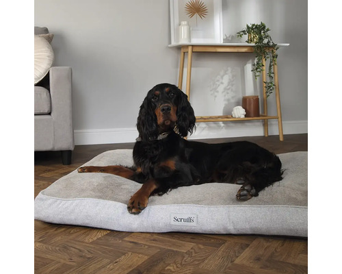 Un chien est allongé sur un lit pour chien Scruffs.
