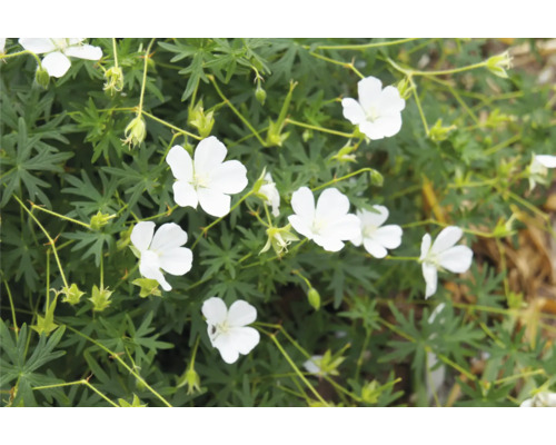 Gros plan d''une plante de géranium blanc