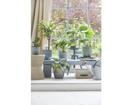 Plantes d''intérieur dans des pots sur une table devant une fenêtre.