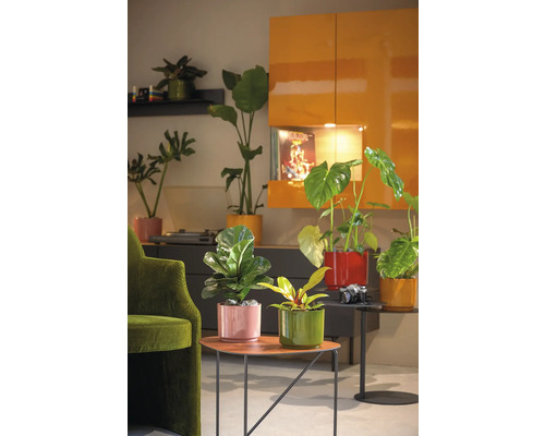 Décoration de salon avec diverses plantes d''intérieur dans des cache-pots colorés sur des tables d''appoint et dans l''étagère