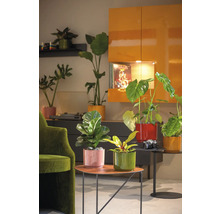 Aménagement intérieur lumineux avec diverses plantes d''intérieur dans des cache-pots colorés sur des tables et des étagères