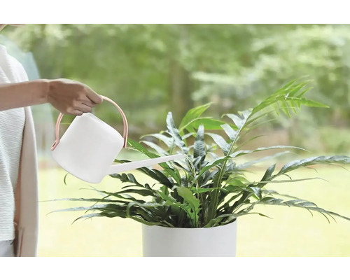 Une personne arrose une plante d''intérieur avec un arrosoir.