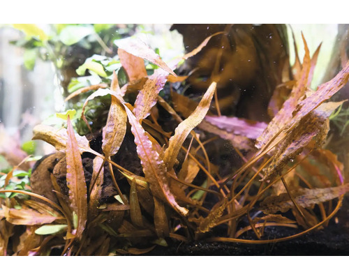 Aquarium mit Wasserpflanzen