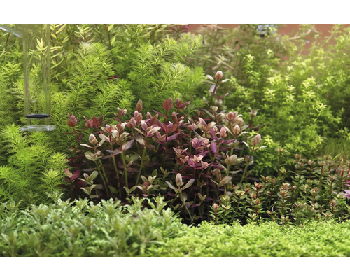 Aquarium avec diverses plantes aquatiques