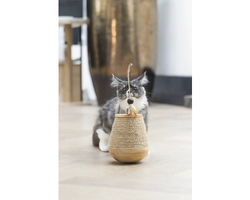 Un chat Maine Coon joue avec un arbre à chat avec un jouet.