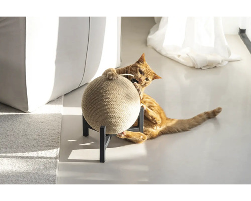 Chat jouant avec une balle à gratter sur un support.