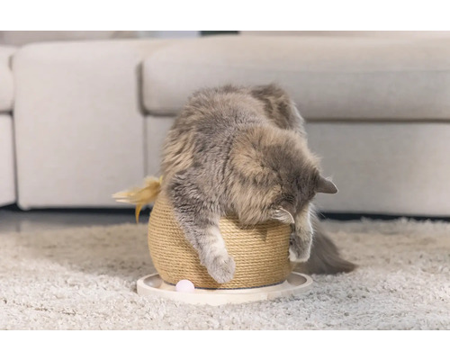 Chat sur un arbre à chat avec jouet