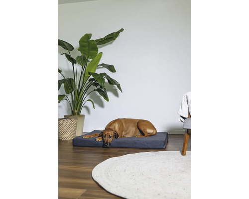 Chien couché sur un lit pour chien dans une pièce lumineuse avec une plante en pot et un tapis.